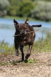 STAFFIE 151
